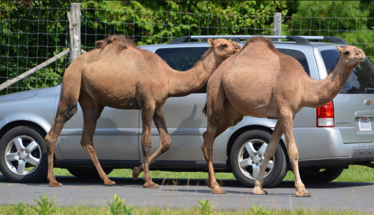 Screen Shot 2018-03-30 at 09.33.39